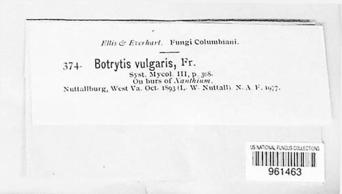 Botrytis cinerea image
